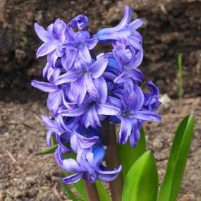 Delft Blue Hyacinth (Hyacinthus orientalis Delft Blue) Hero Img